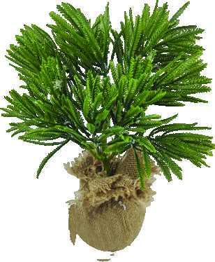 Potted Plant, 26cm