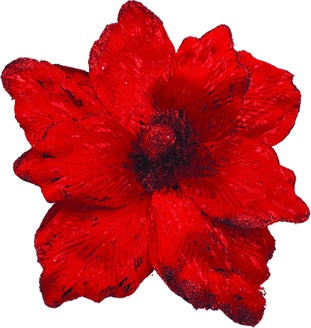 Glittered Poinsettia, 23cm