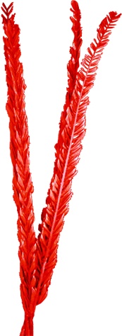 Dried Date Palm Leaves, 1m