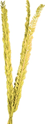 100cm Dried Date Palm Leaves - Gold
