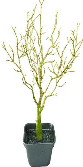Potted Barren Tree, 75cm
