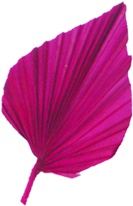 Palm Spear, 10cm