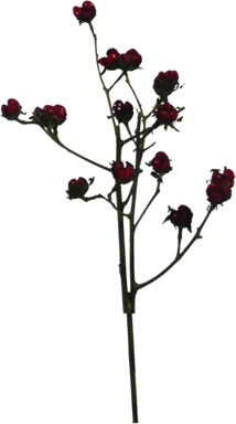 22.5cm Moringa Spray