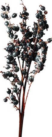 55cm Dried Blackberry Spray