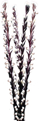 Moti Stick, 60cm