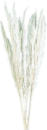 Golden Stick Grass - White
