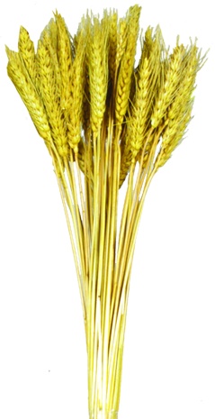 Wheat Bundle - Golden Yellow, 100g (50-70 pcs)