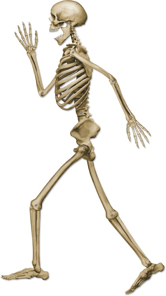 Profile Pete Jointed Skeleton, 94cm