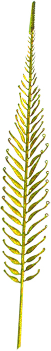 Dry Leaves, 98cm