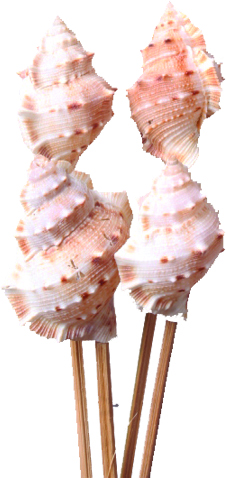 Murex Seashell on 20cm Stick