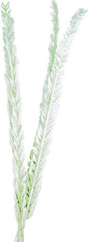 [GL170] 100cm Dried Date Palm Leaves - White