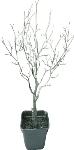[EY071] Potted Barren Tree, 75cm