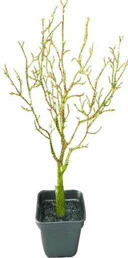 [EY128] Potted Barren Tree, 75cm