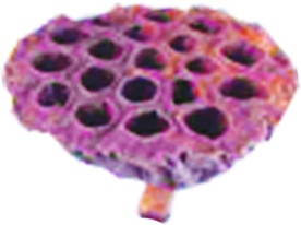 [GL001XL-10-NA] Lotus Pod with Stem, 11cm