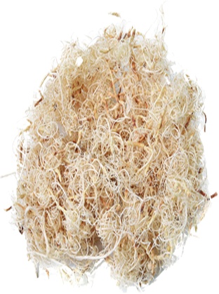[GL139] Curly Bleached Moss
