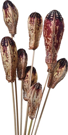[GL141] Mahogany Pod with Stem, 60cm