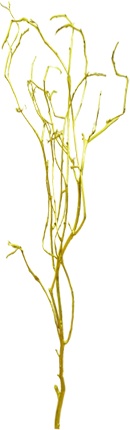 [GL160] 1m Barren Branches - Gold