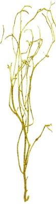[GL161] 1m Glittered Barren Branches - Gold