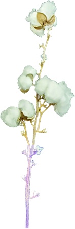 [GL176] Cotton Tree Branch w/ Blackberry Stem
