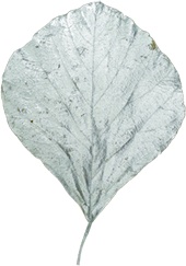 [GL180] Cobra Leaf, 15cm-25cm