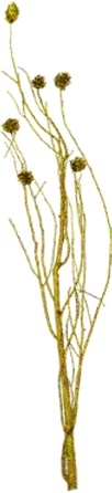 [GL184] Glittered Twig Bundle w/ Pine Cones - Gold