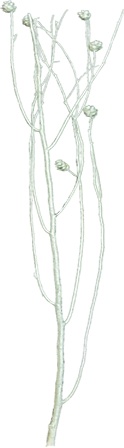[GL185] Twig Bundle w/ Pine Cones - Silver