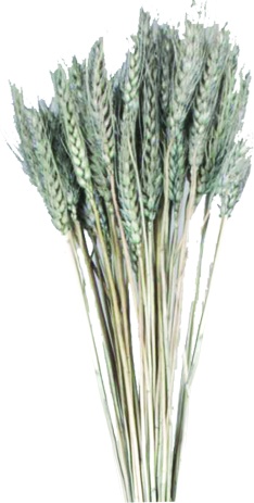 [GL191] Wheat Bundle, 100g