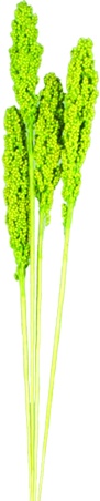 [GL192] Indian Corn