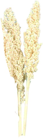 [GL211] 20cm Indian Corn Bleach