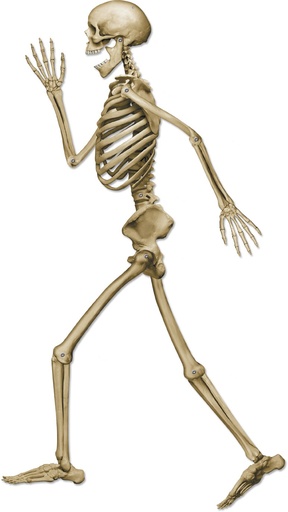 [01194] Profile Pete Jointed Skeleton, 94cm