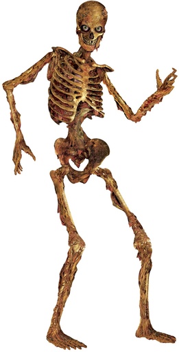 [00130] 1.8m Jointed Skeleton - Natural