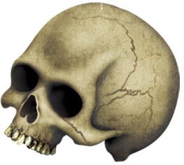 [00783] Skull Whirls, 1m