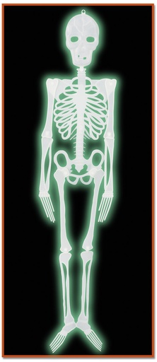 [00832] Plastic Nite-Glo Skeleton, 1.2m