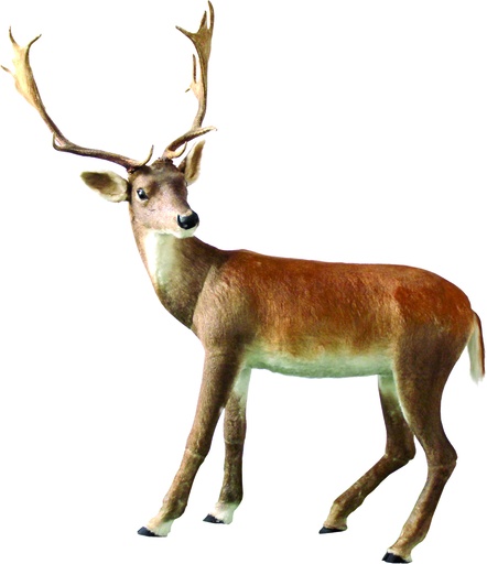 [CUPID] Deer, 1.62m