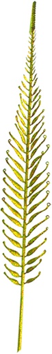 [EYK11642-GD] Dry Leaves, 98cm