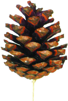 [GL025L-00-NA] Pine Cone Natural 7-8cm