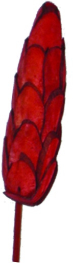 [GL118-40-R] Sola Pine with Stem, 7cm