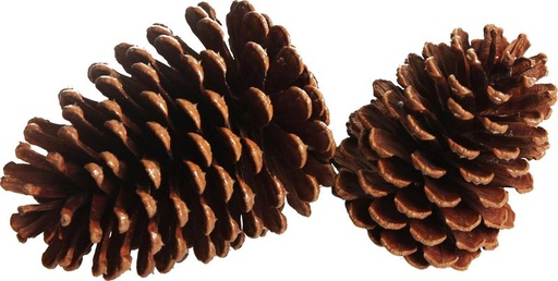 [EY217] Pinecone, 11cm