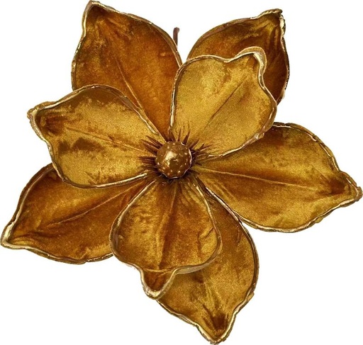 Poinsettia